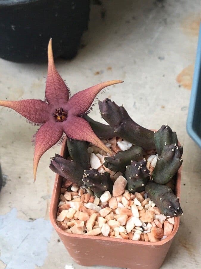 Stapelia 2