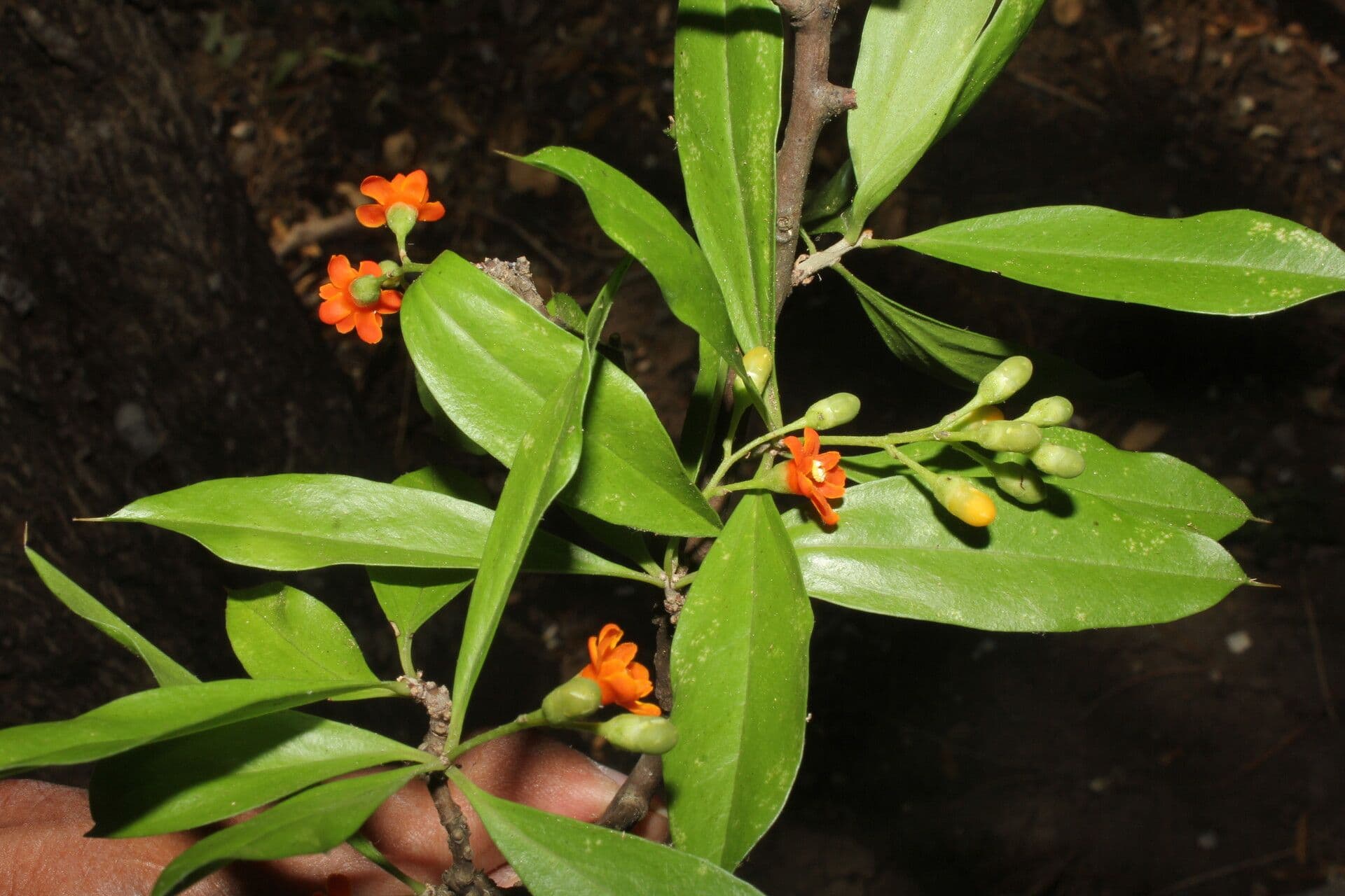 Bonellia 9