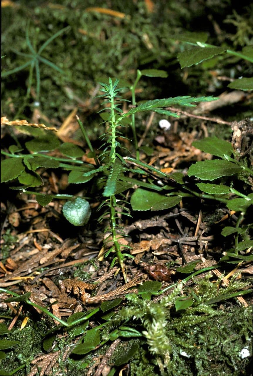 Zerav obrovský 26