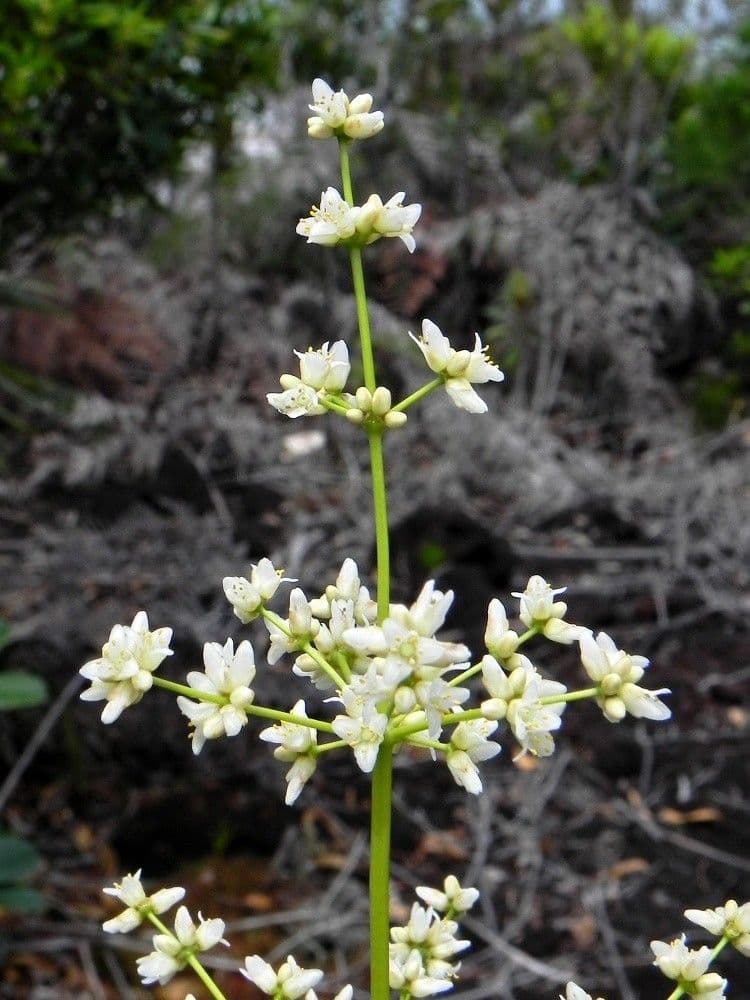 Lomandra insulare 8