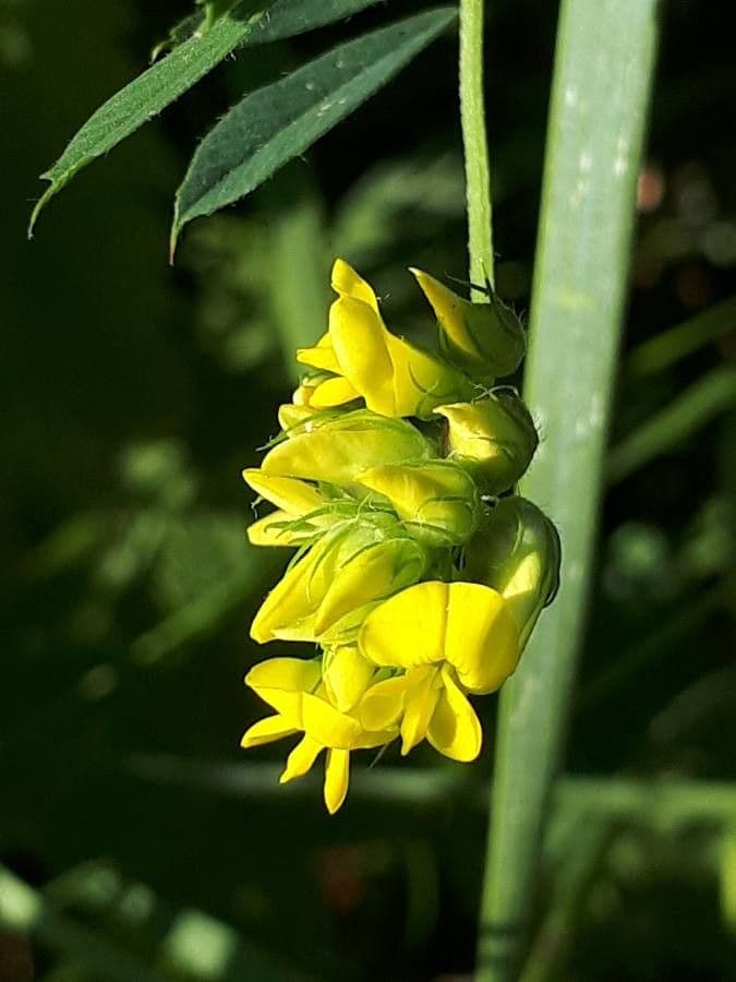 Sichelklee 7