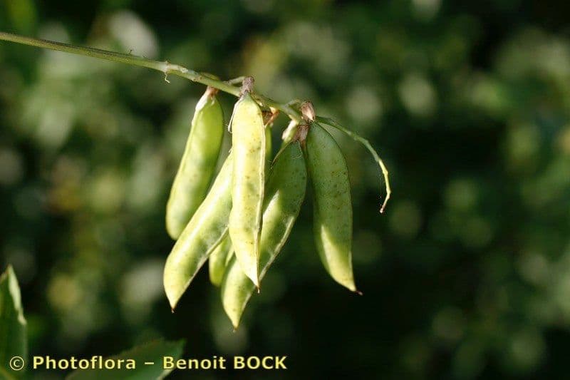 Vesce pisiforme