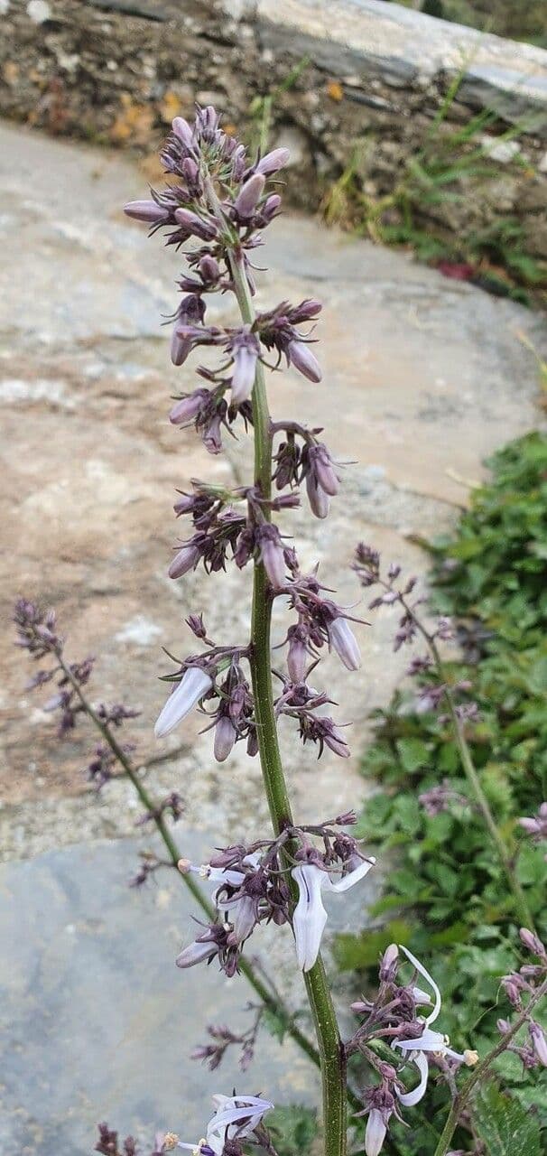 Petromarula