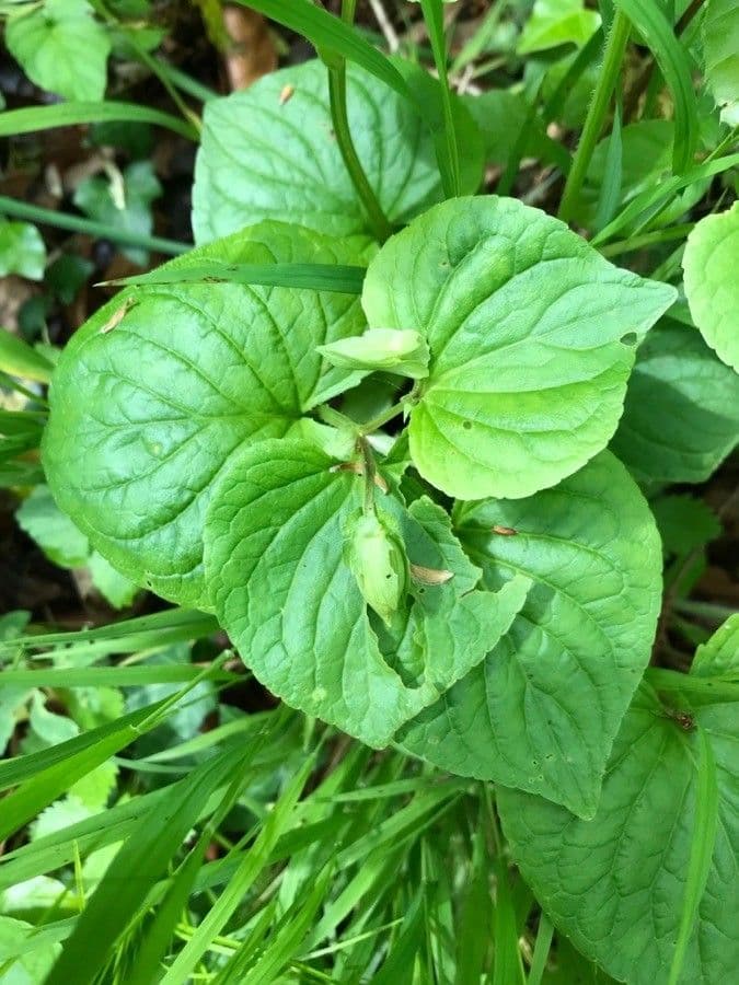 Viola mirabile