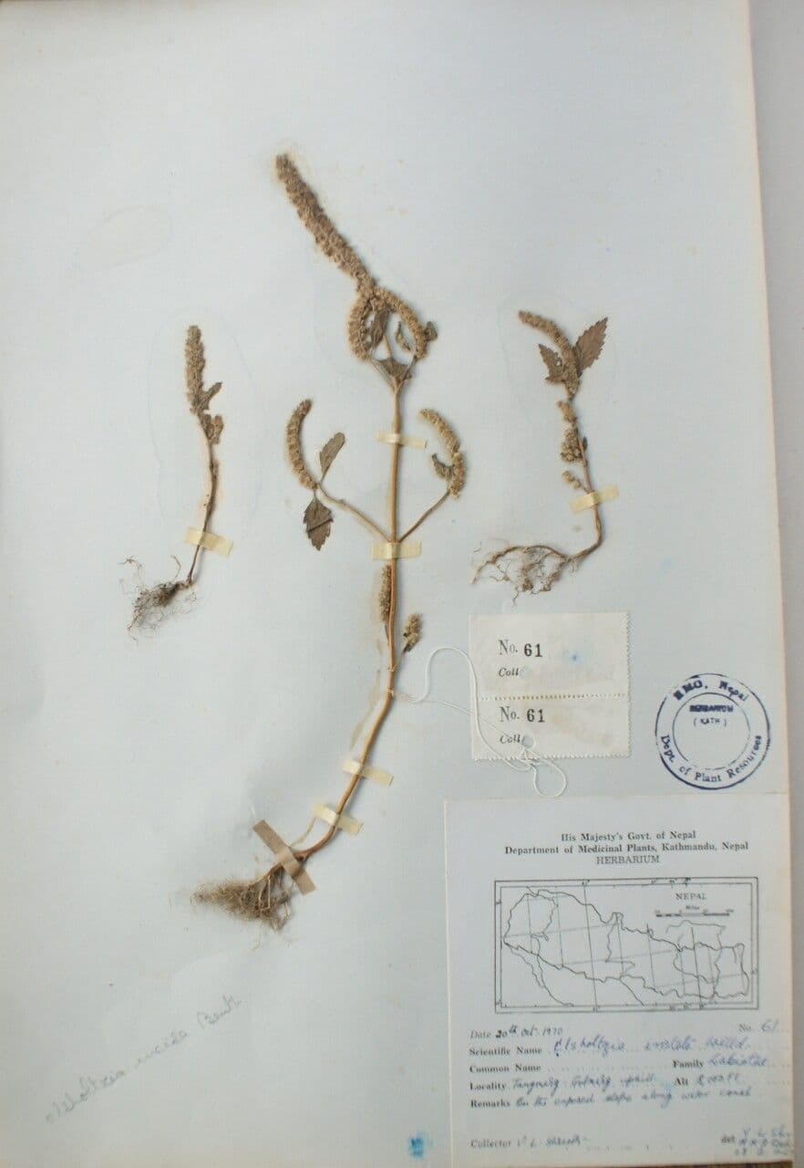 Elsholtzia 12