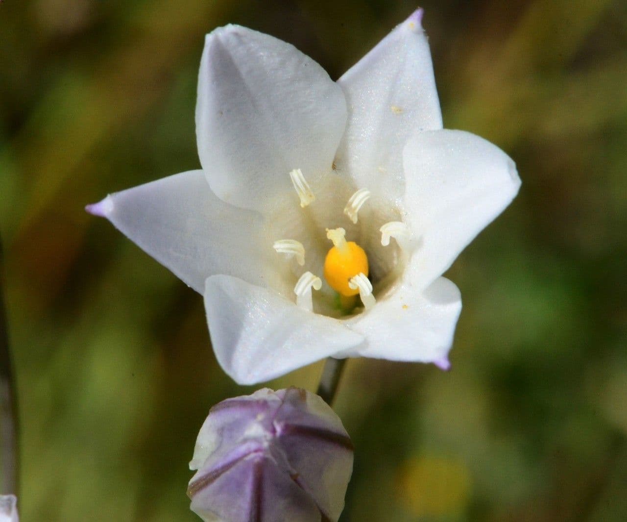 Triteleia 4
