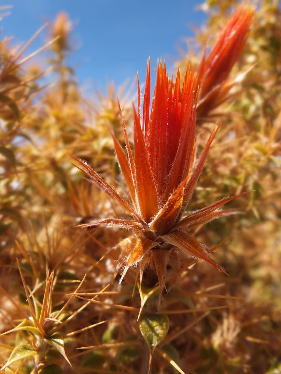 Chuquiraga 7