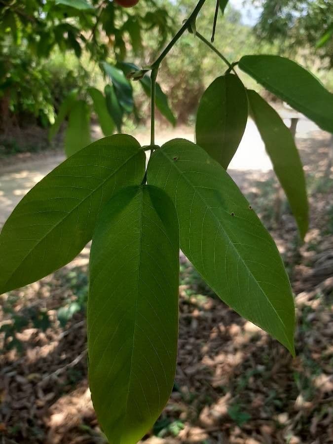 Dendrolóbium 16