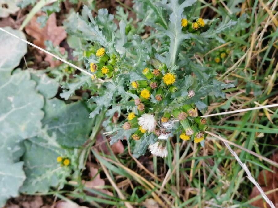 Senecione comune 6