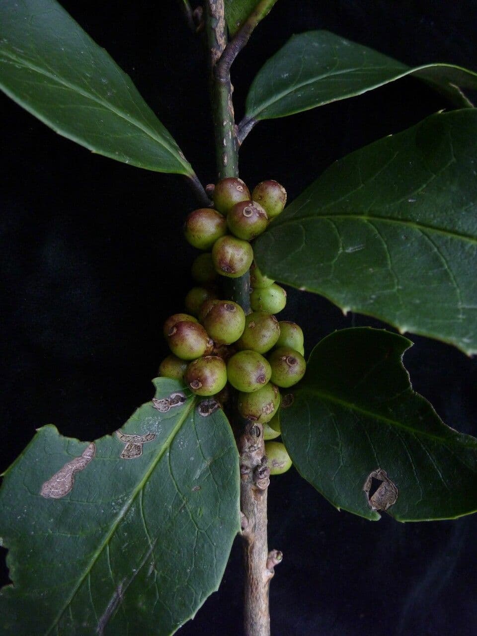Ilex 5