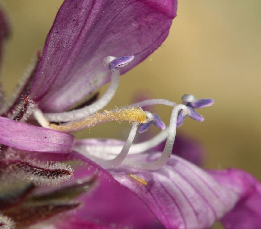 Penstemon 4