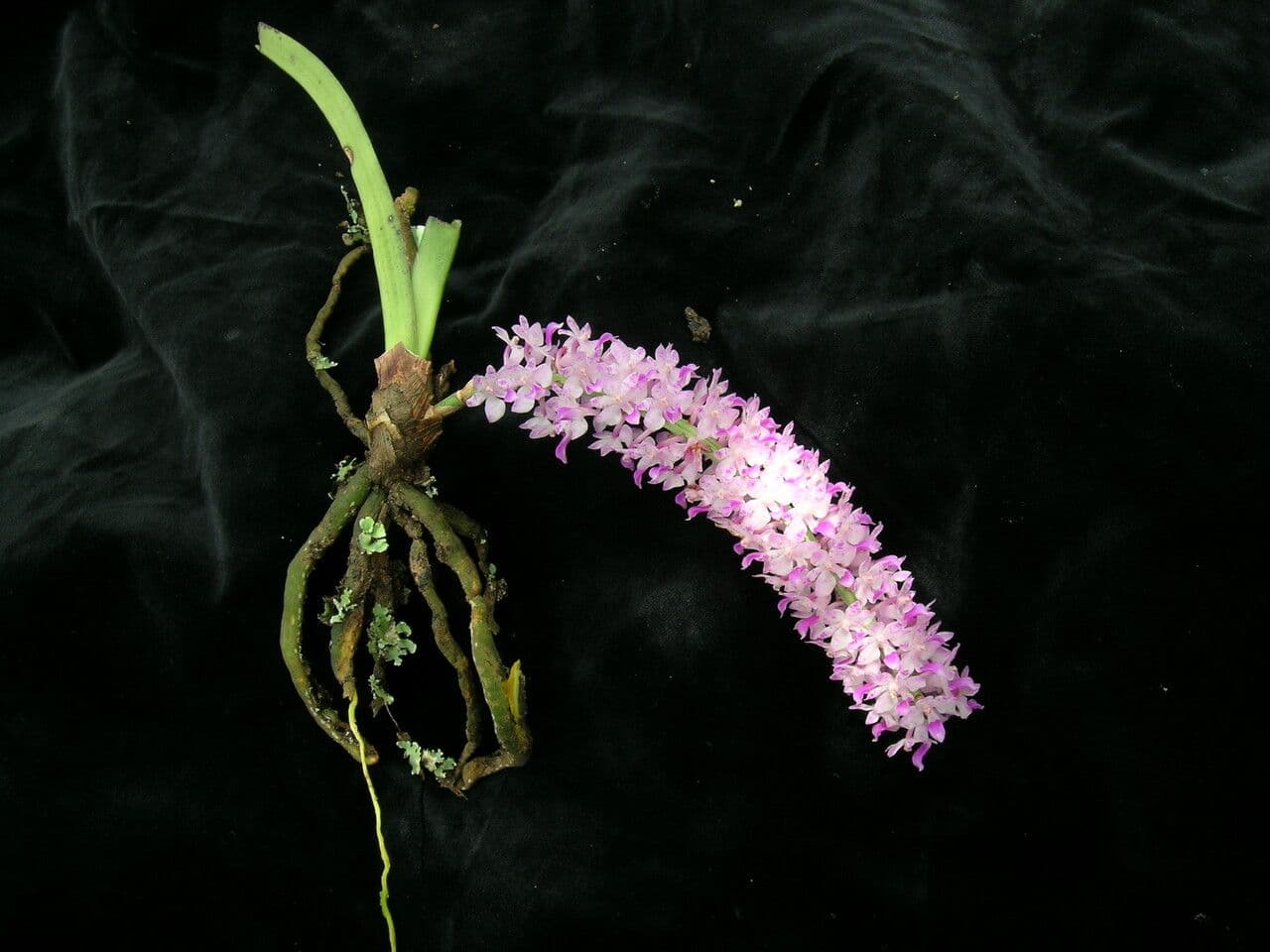 Fuchs-Orchidee 7