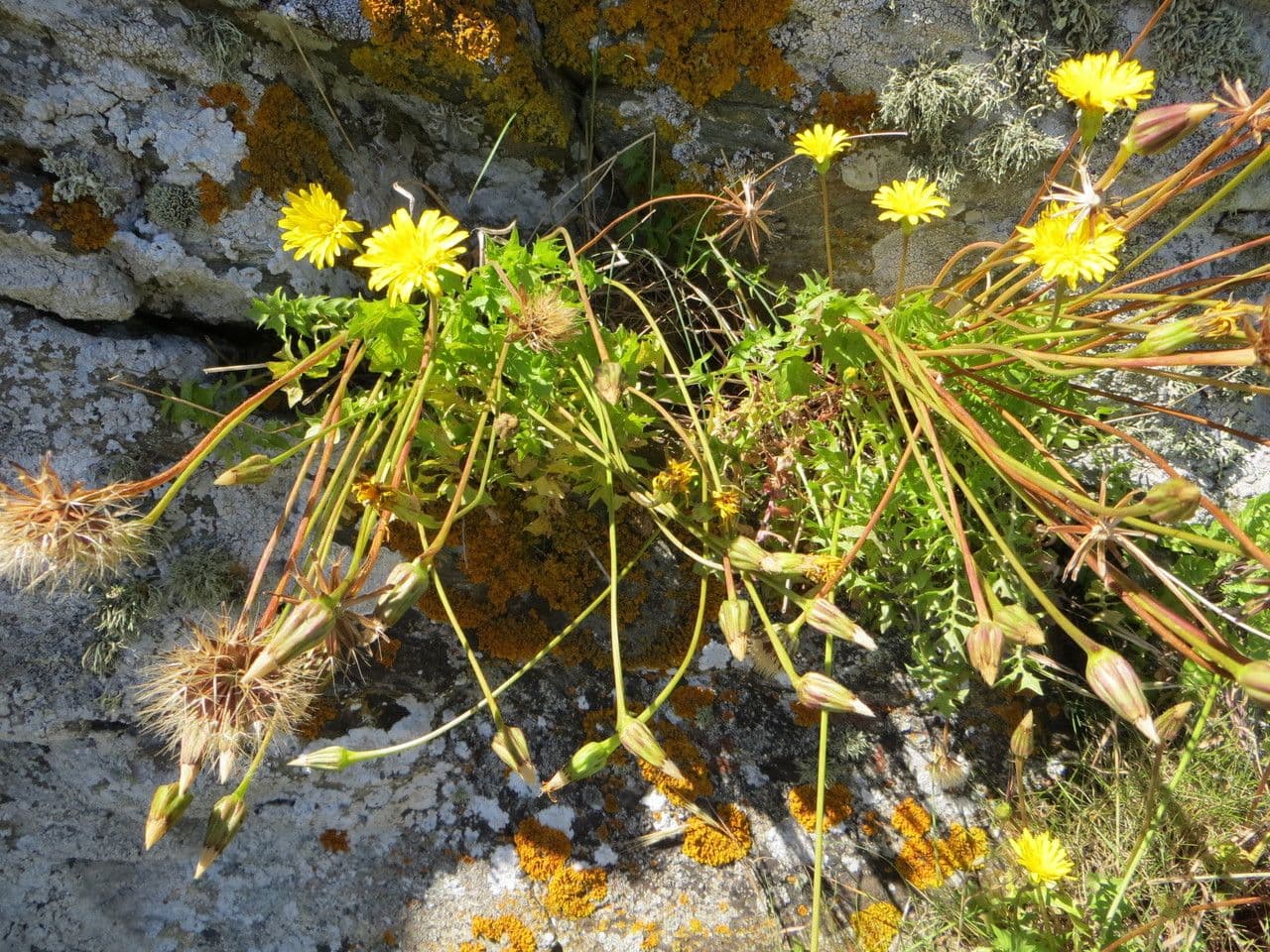Hyoseris radiata 13