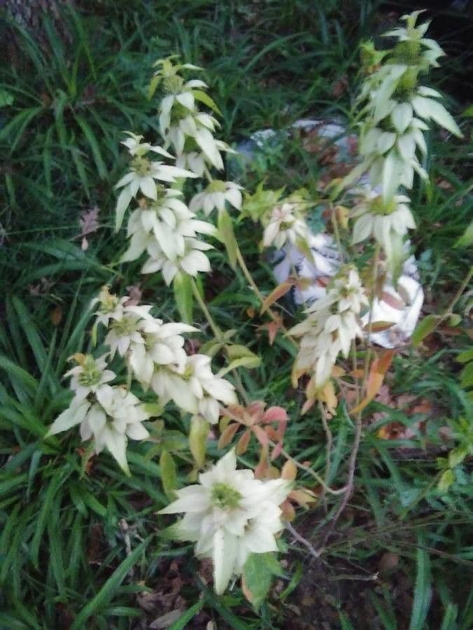 Gefleckte Monarde 22