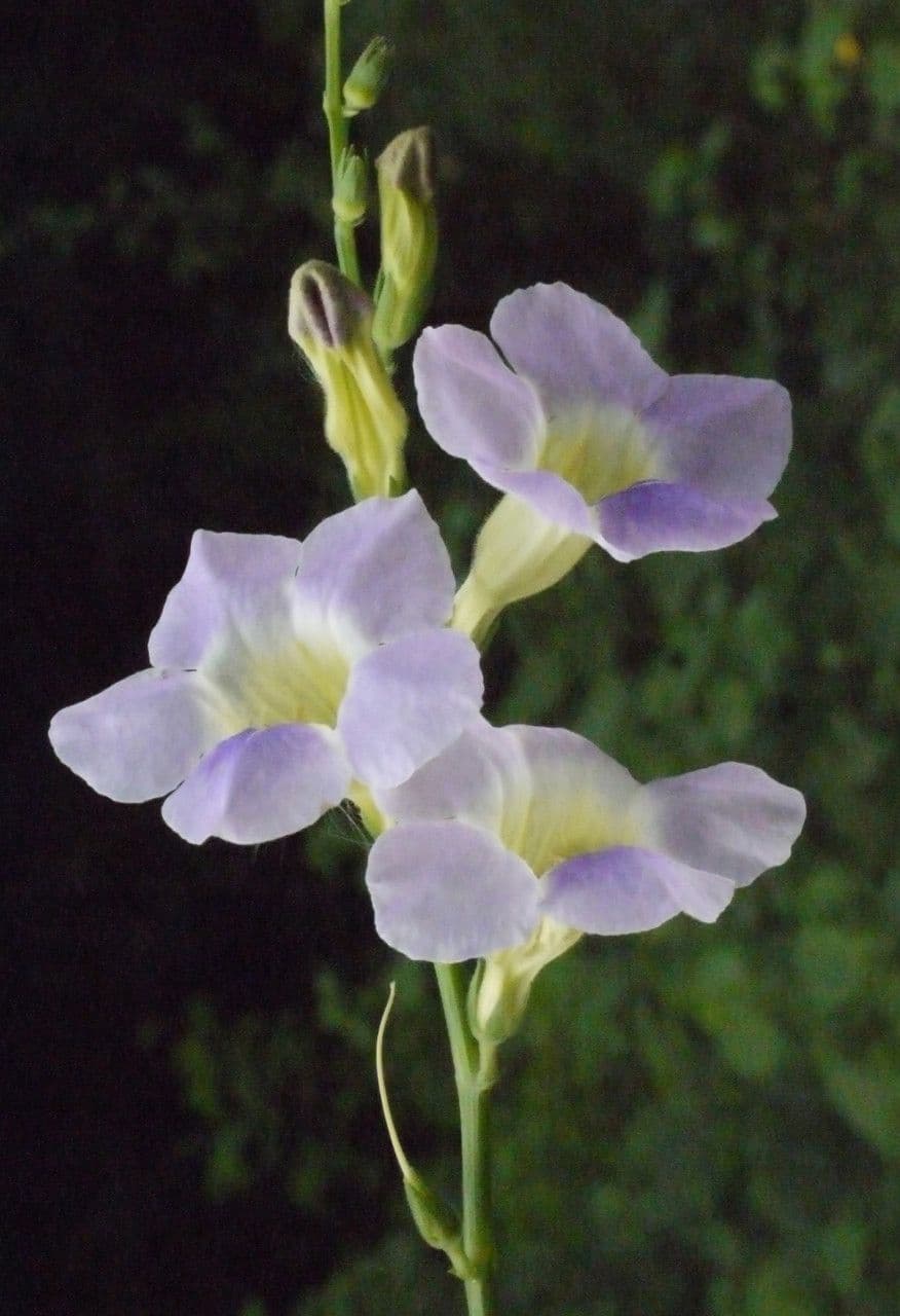 Violeta china 8