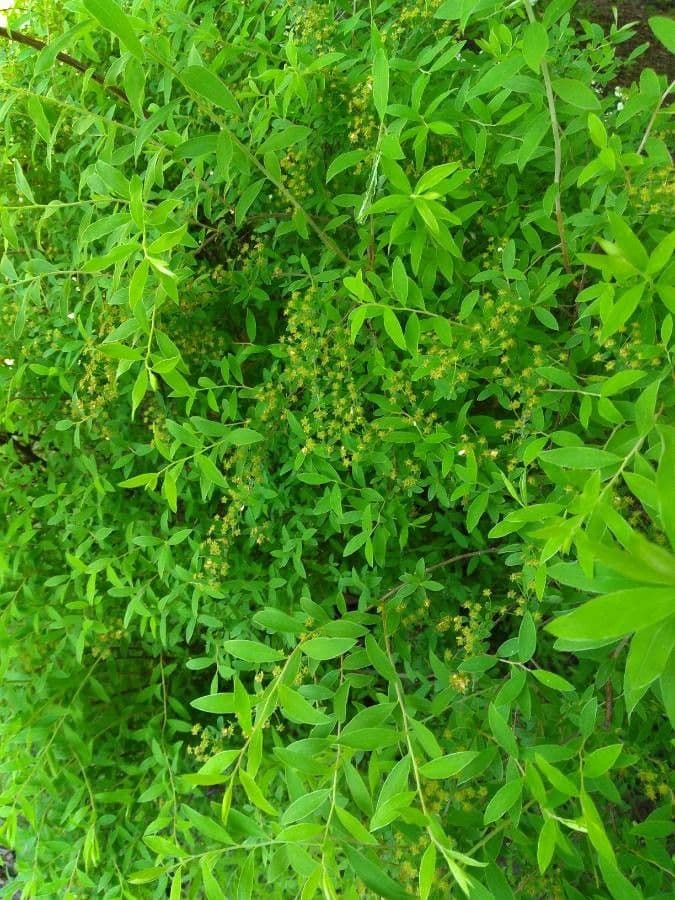 Spirea bianca 27