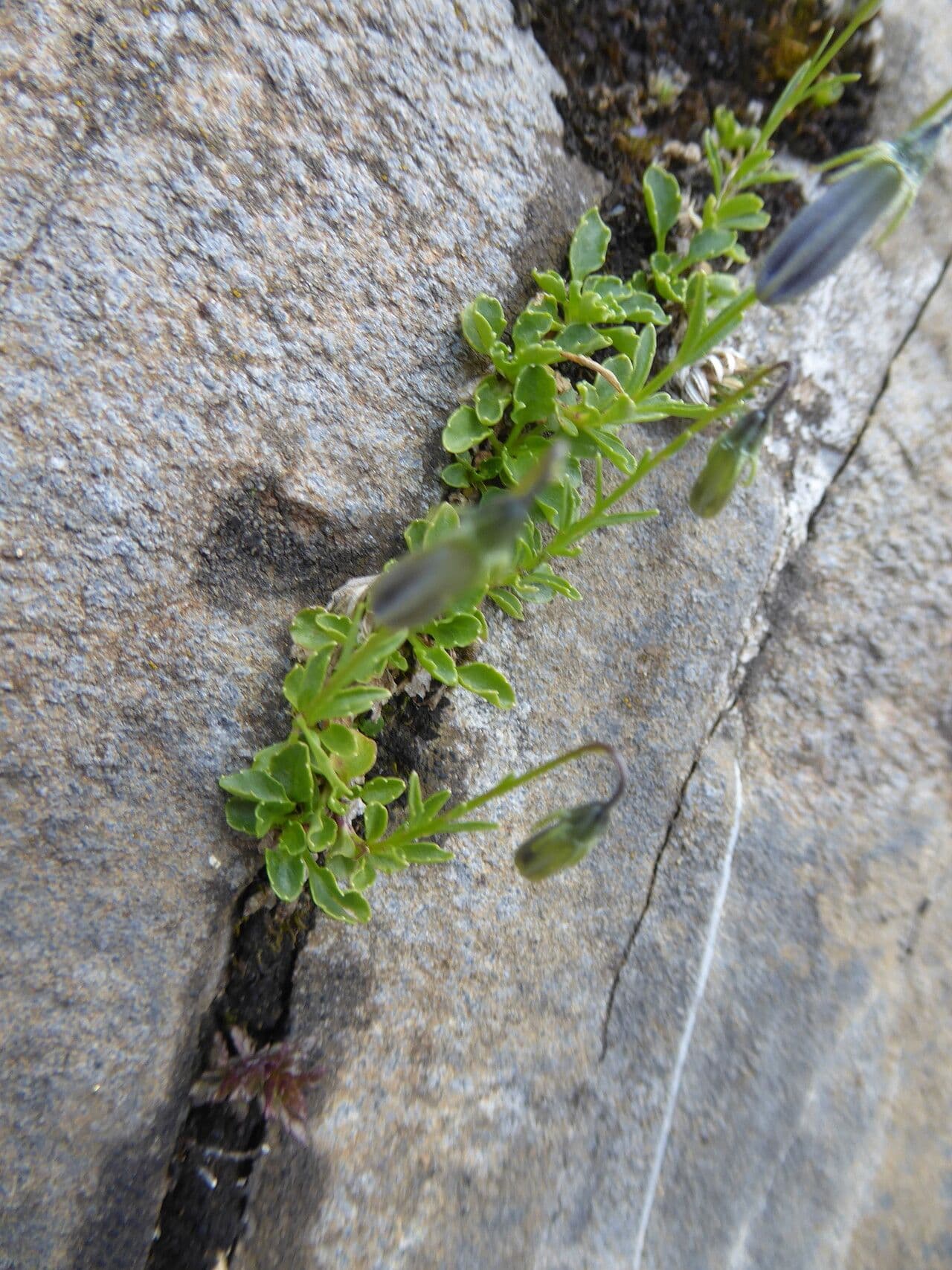 Zwerg-Glockenblume 12