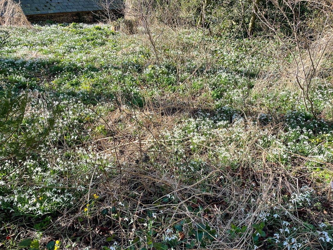 Sněženka podsněžník 23