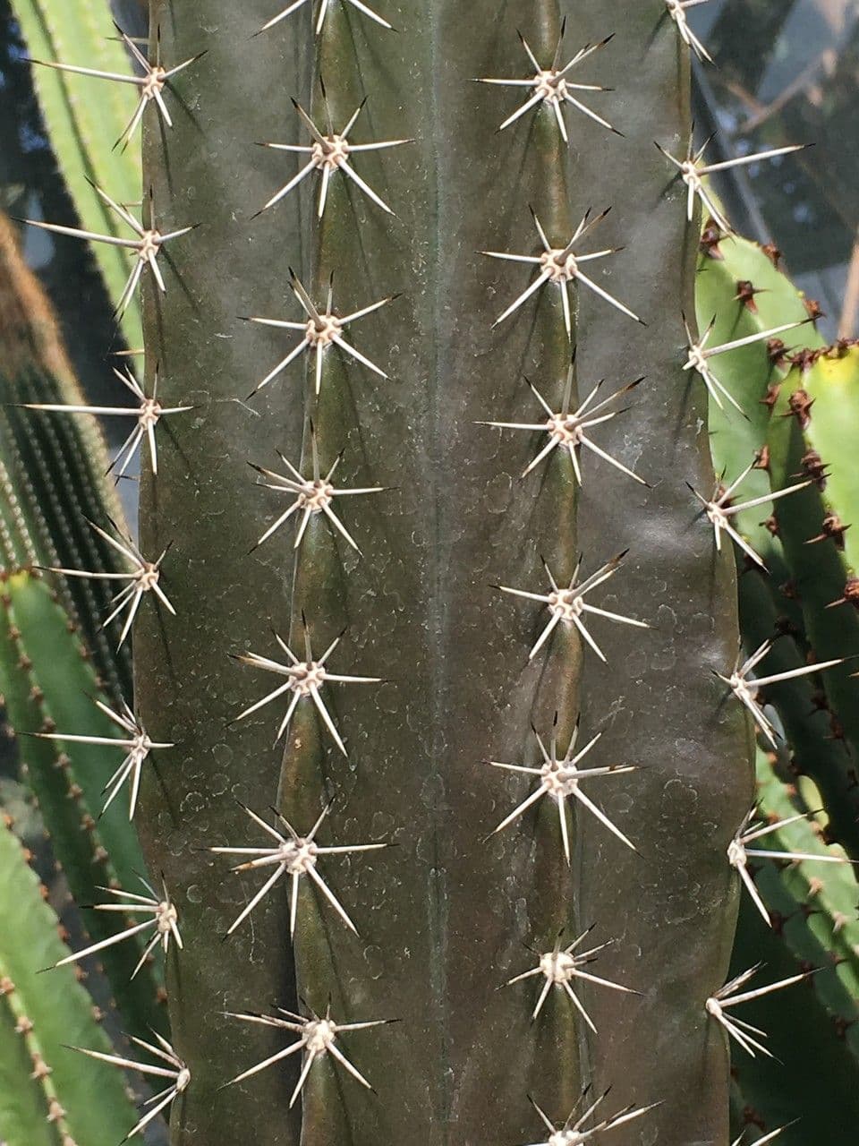 Stenocereus 18