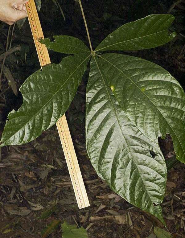 Herrania 10