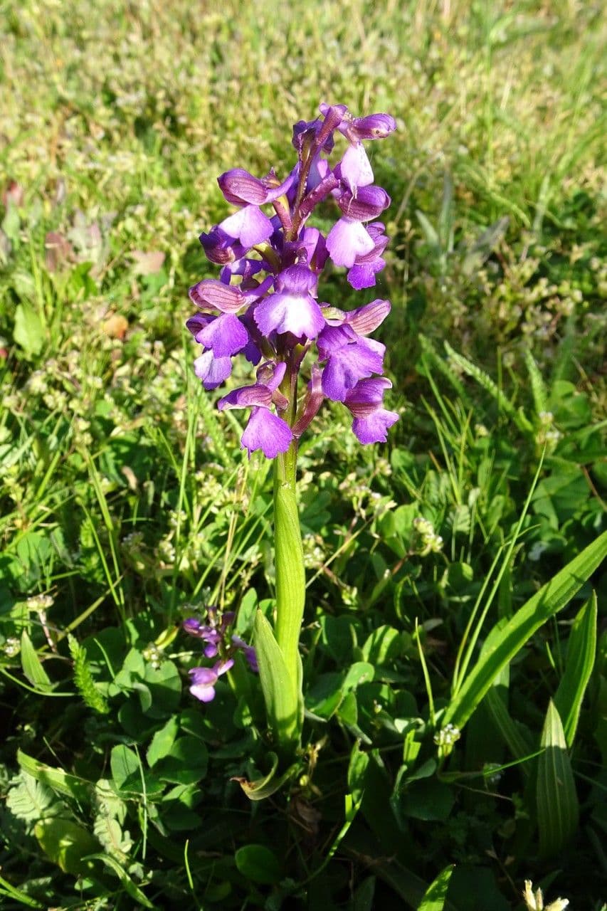 Orchide minore 13