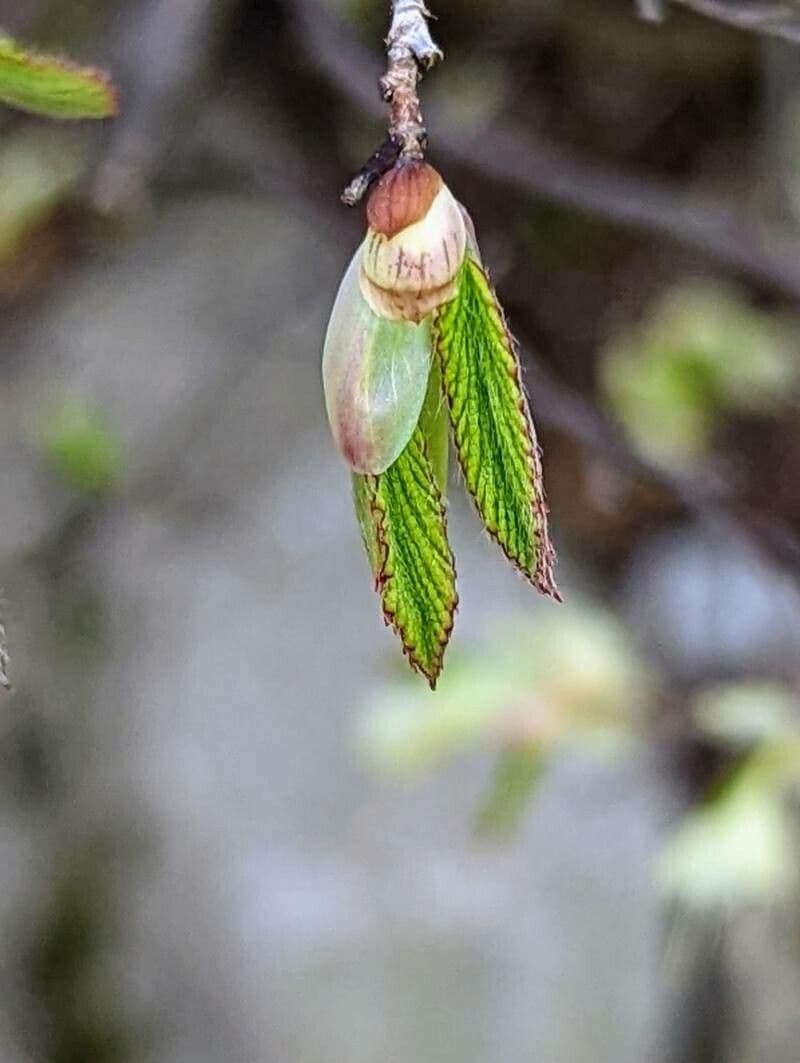 Corylopsis 16