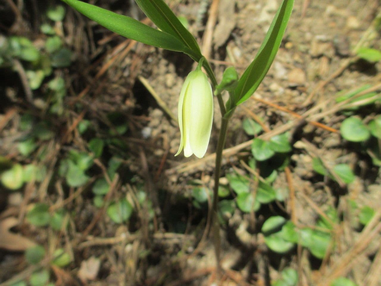 Uvularia sessilifolia 3
