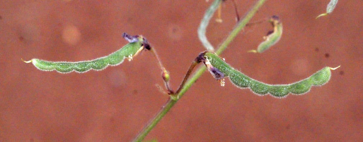 Desmodium