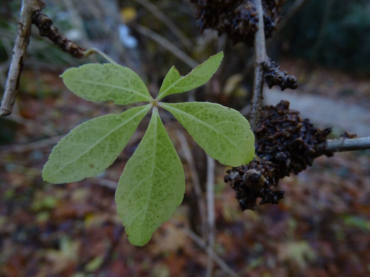 Eleutherococcus nodiflorus