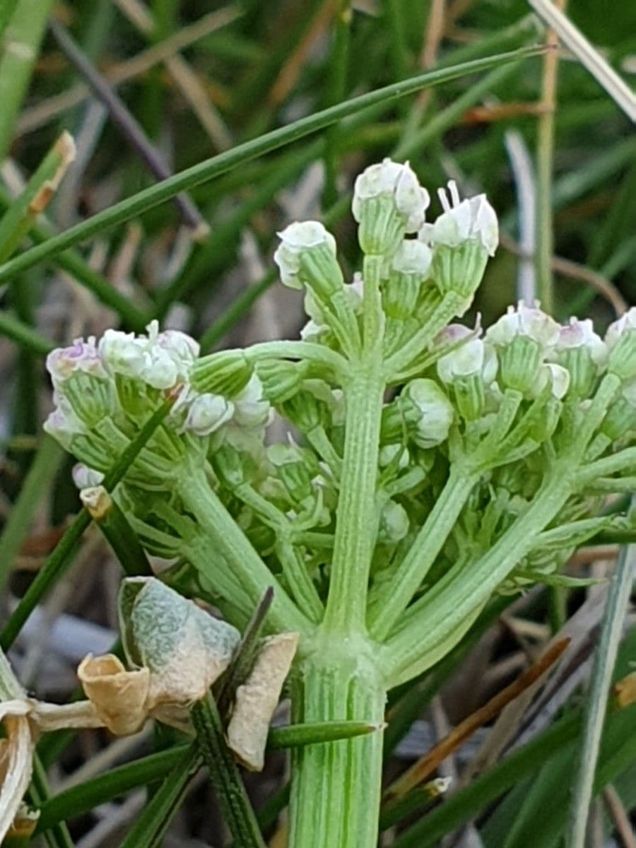 Endressia pyrenaica