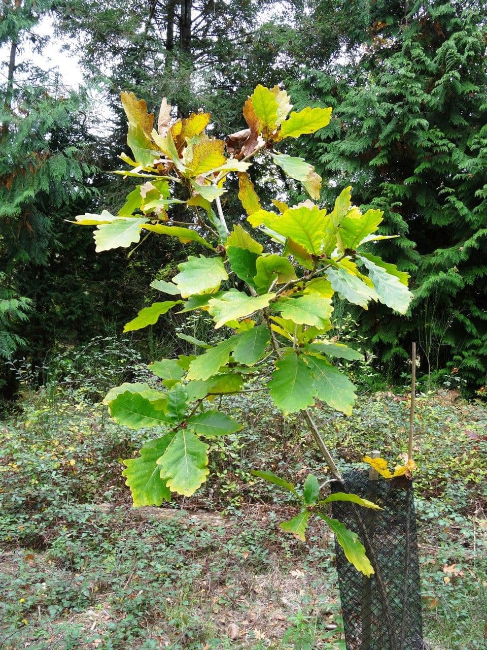 Quercia Daimyo 14