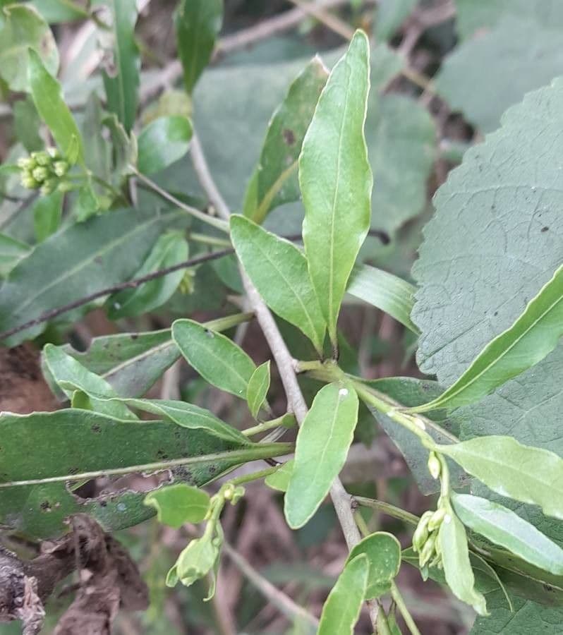 Cestrum 3