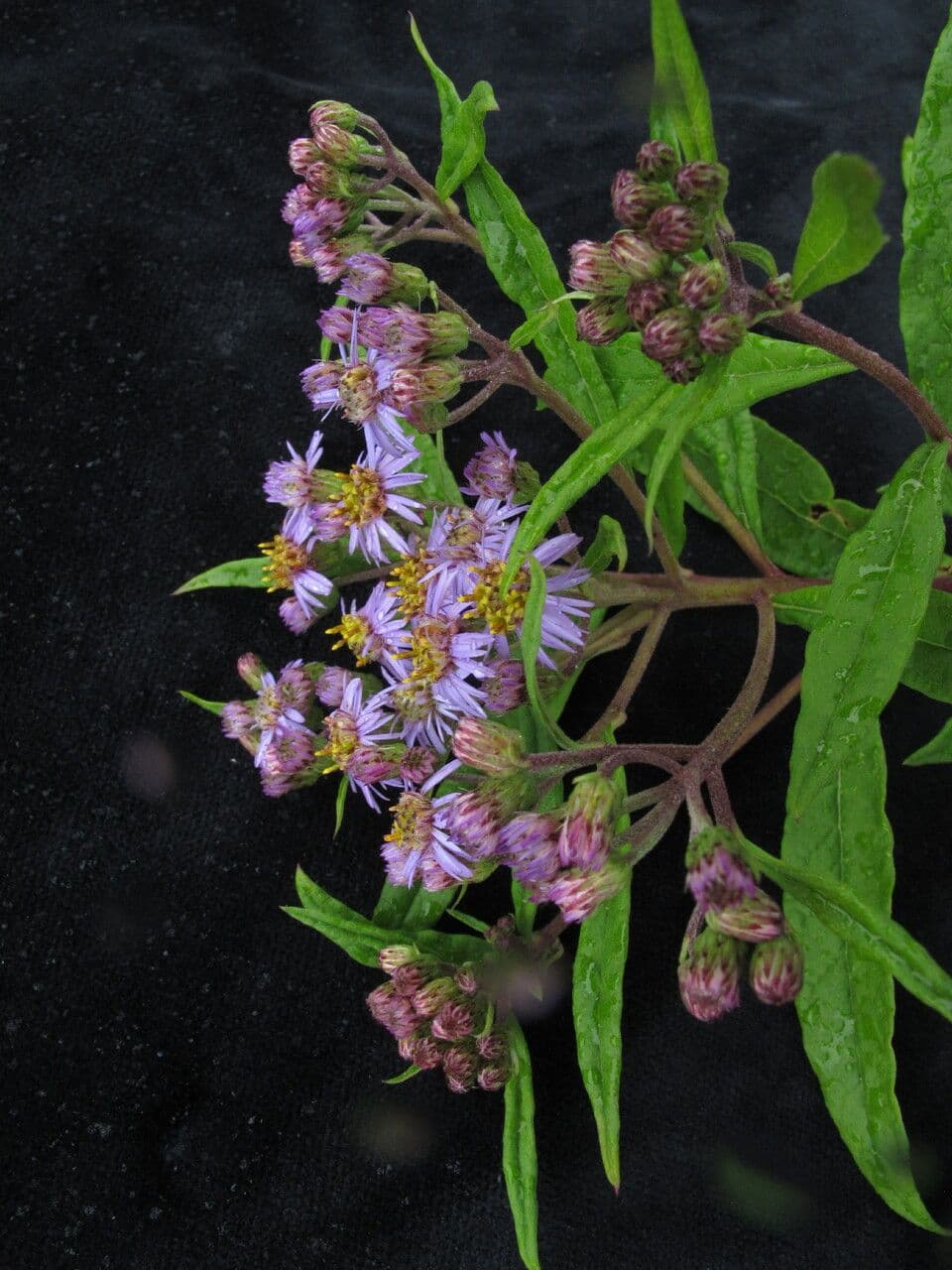 Aster 7