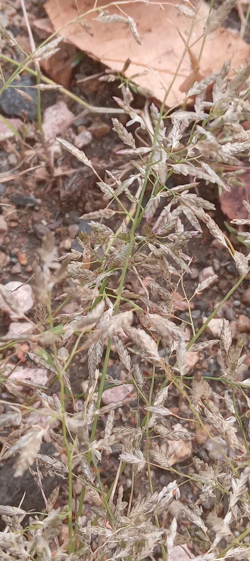 Fienarola minore 5
