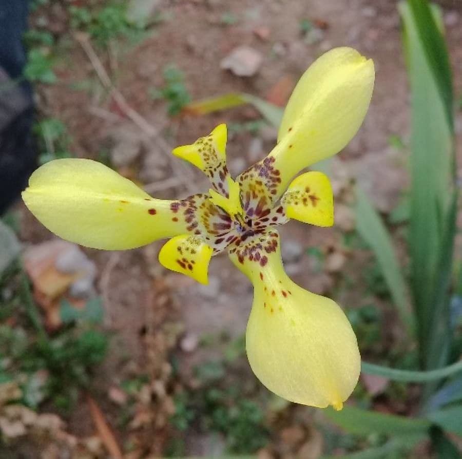 Trimezia martinicense 8