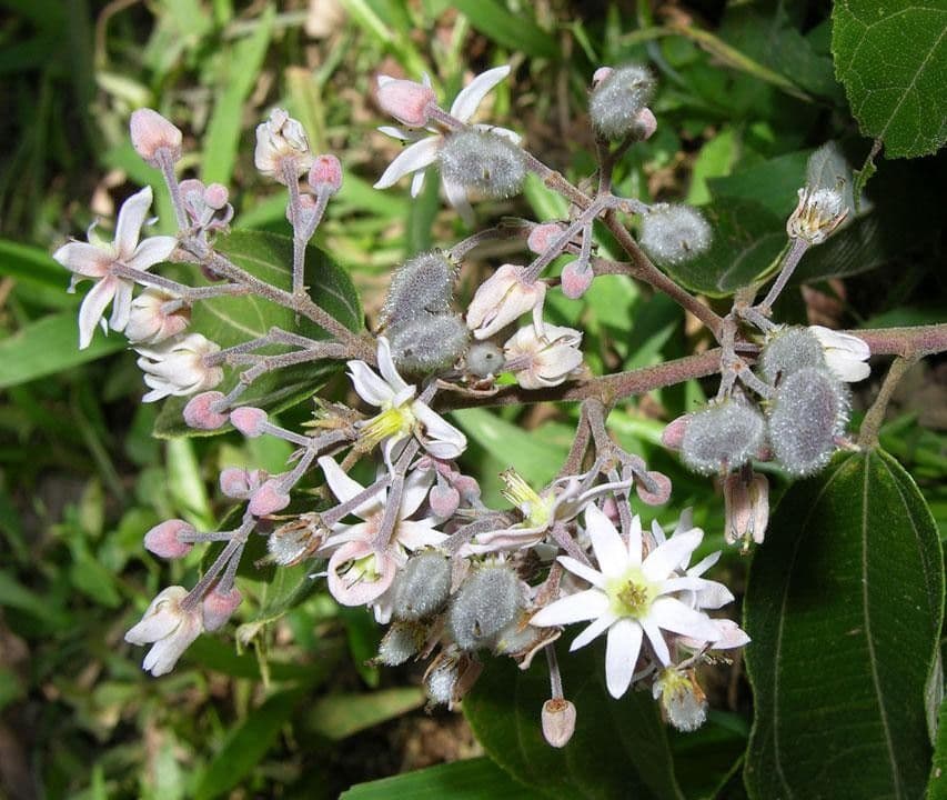 Trichospermum di Lessert