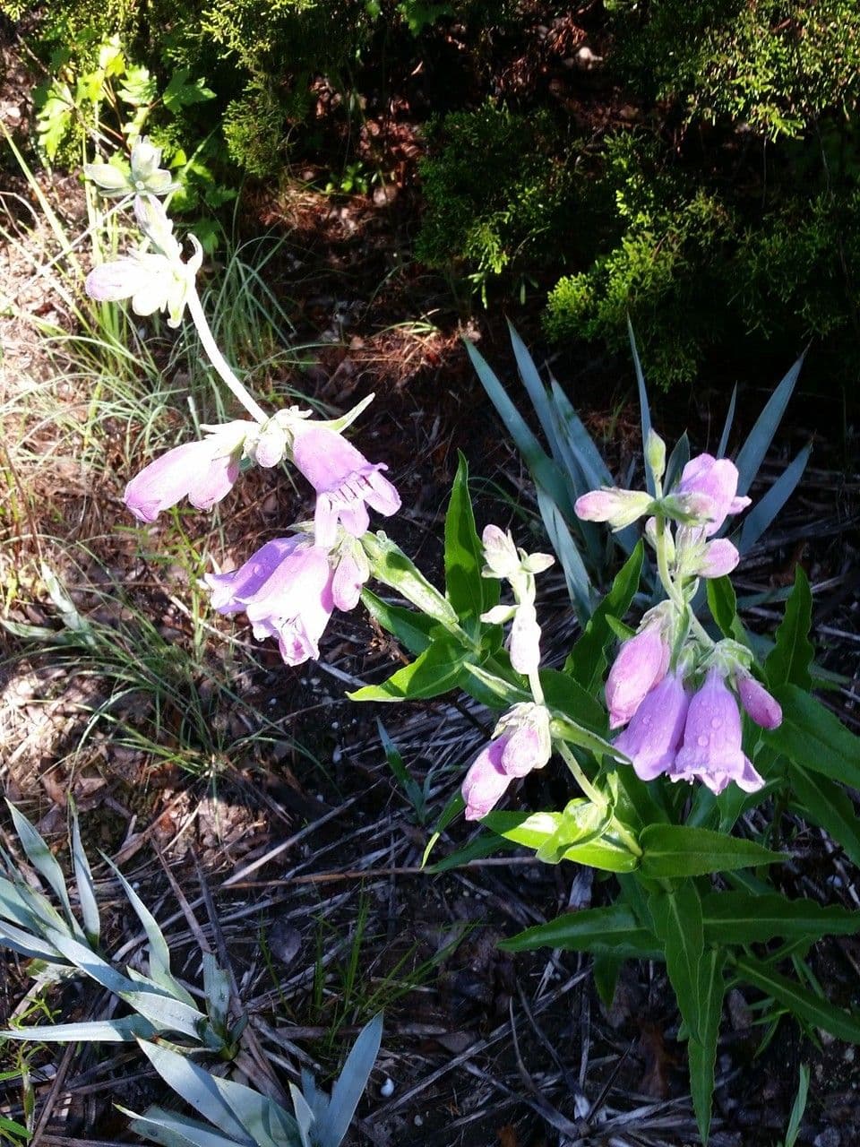 Penstemon cobaea 8