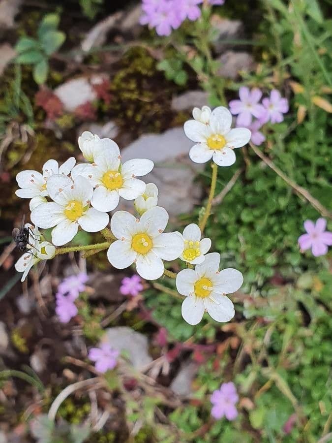 Saxifrage paniculée 6