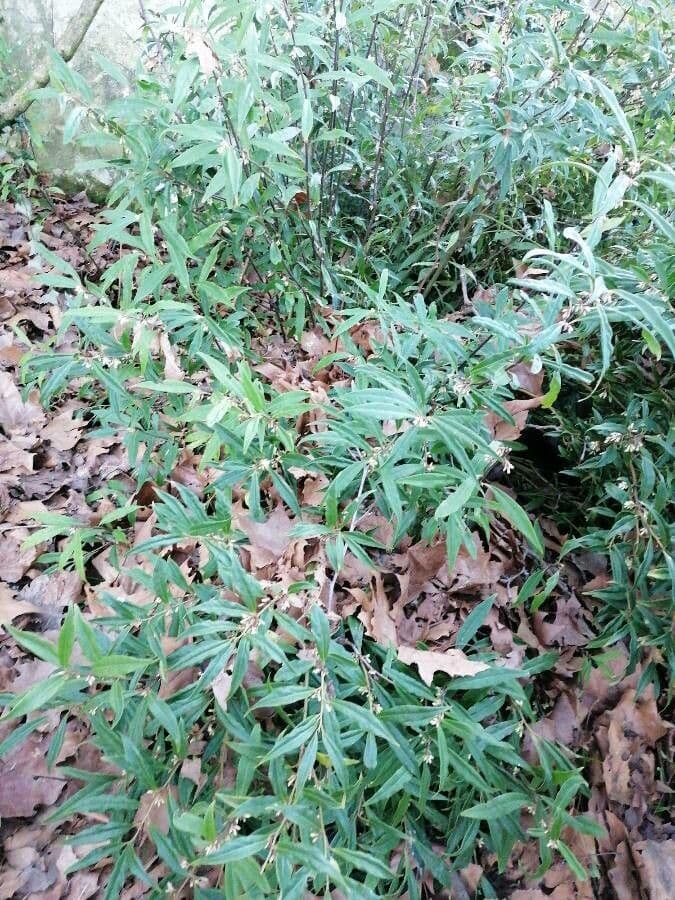Sarcococca orientale 15