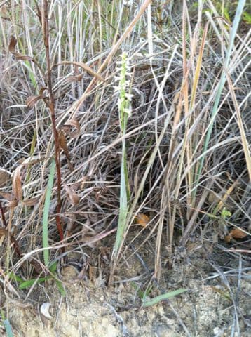 Storczyk wielkich pól 8