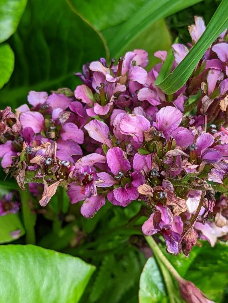 Bergenia purpurowa 2