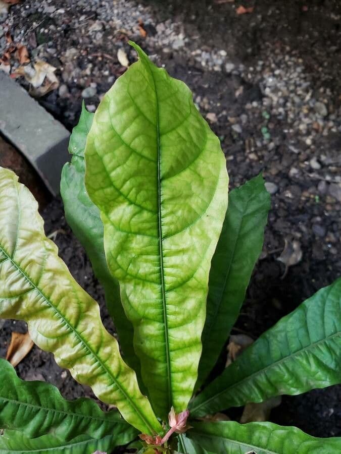 Dalechampia 9