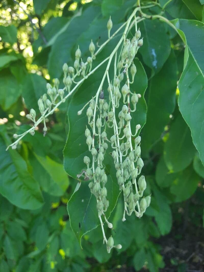 Oxydendrum 4