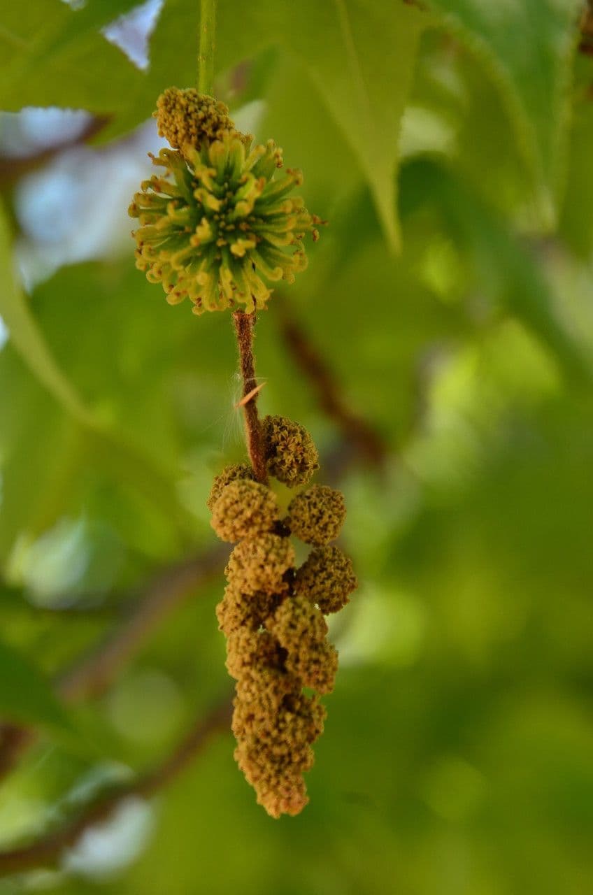 Liquidambar 8