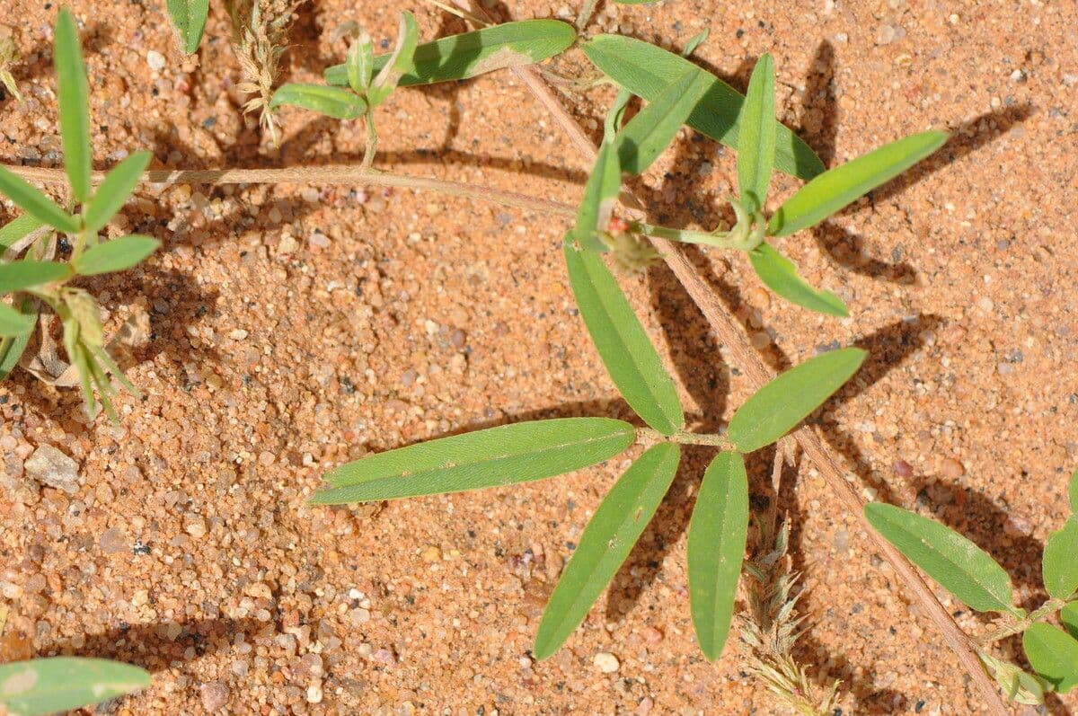 Indigofera 13