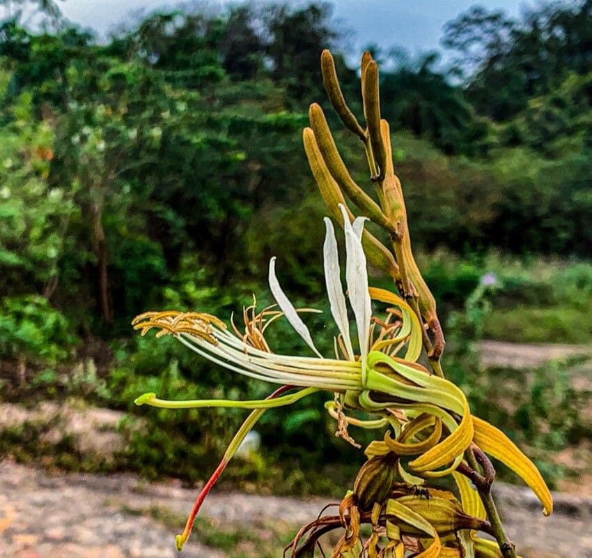 Bauhinia ungulata 10