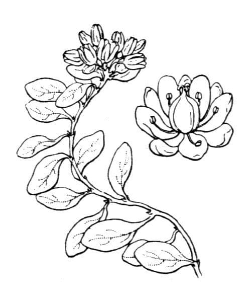 Telephium imperati 22