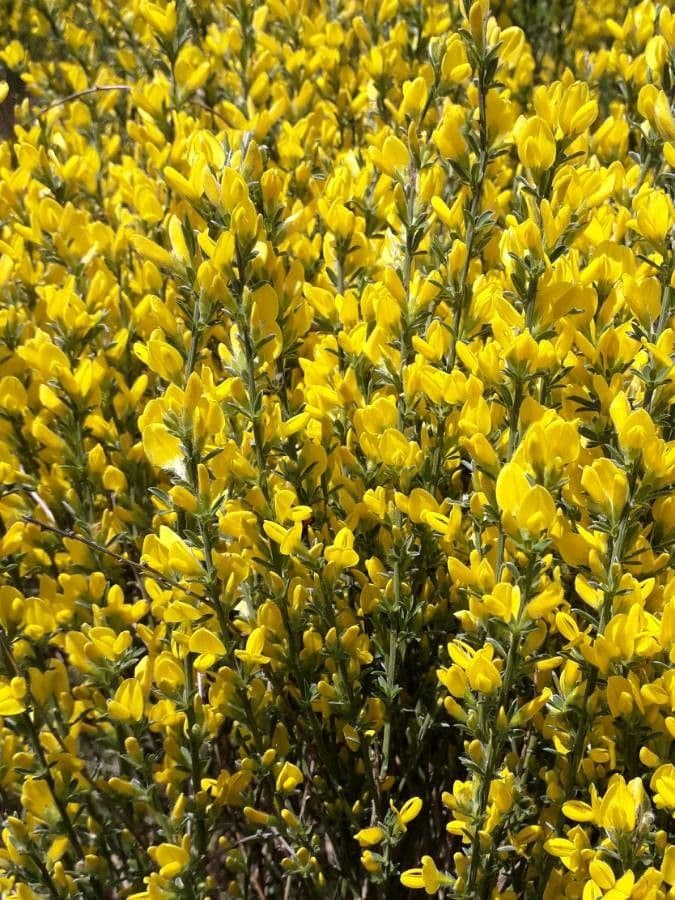 Ginestra cenerina 7