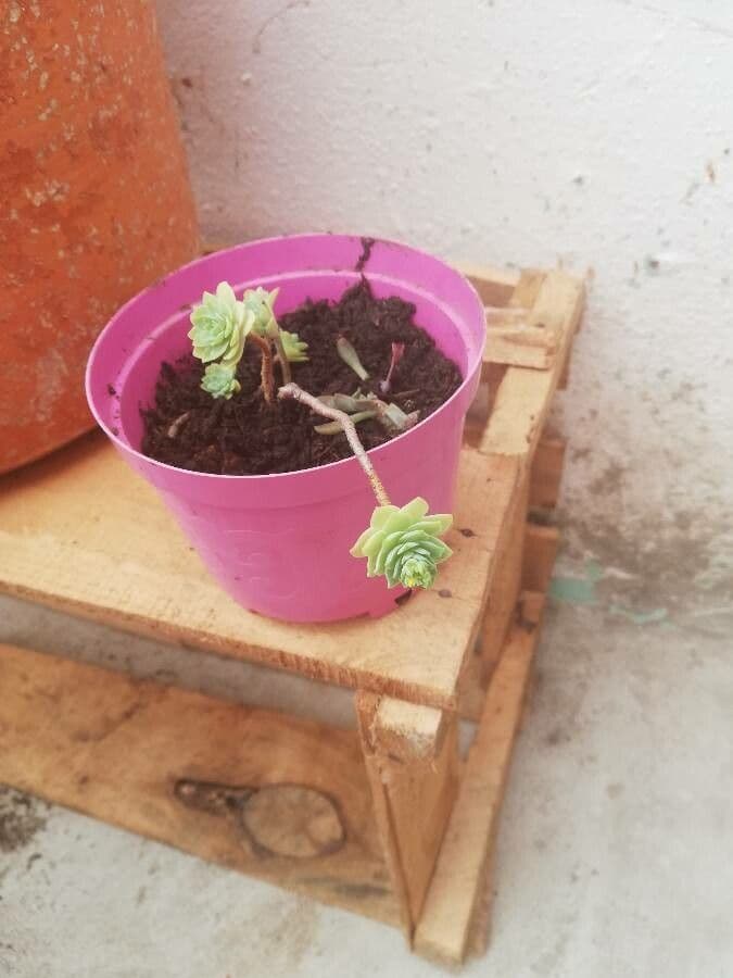 Sedum 20