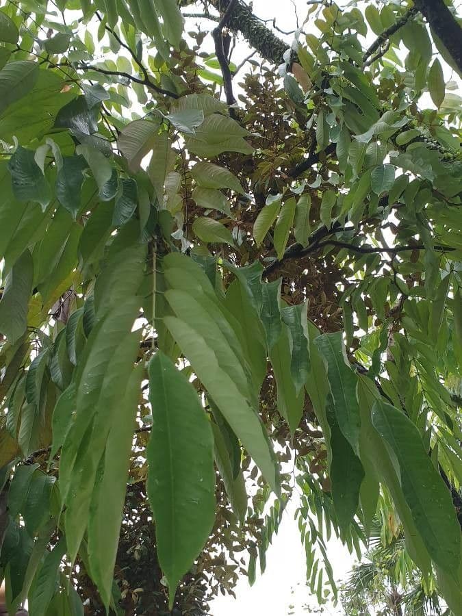 Amherstia 10
